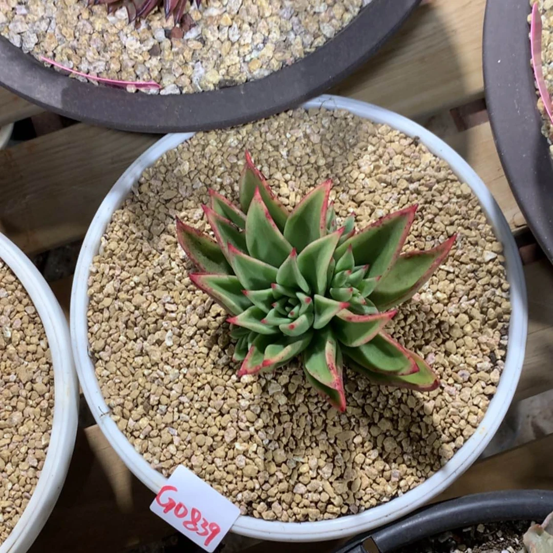 【闪购商品】月*?0839