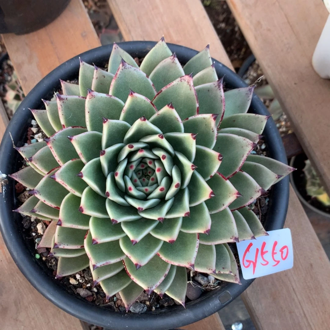 【闪购商品】鲁*平1550