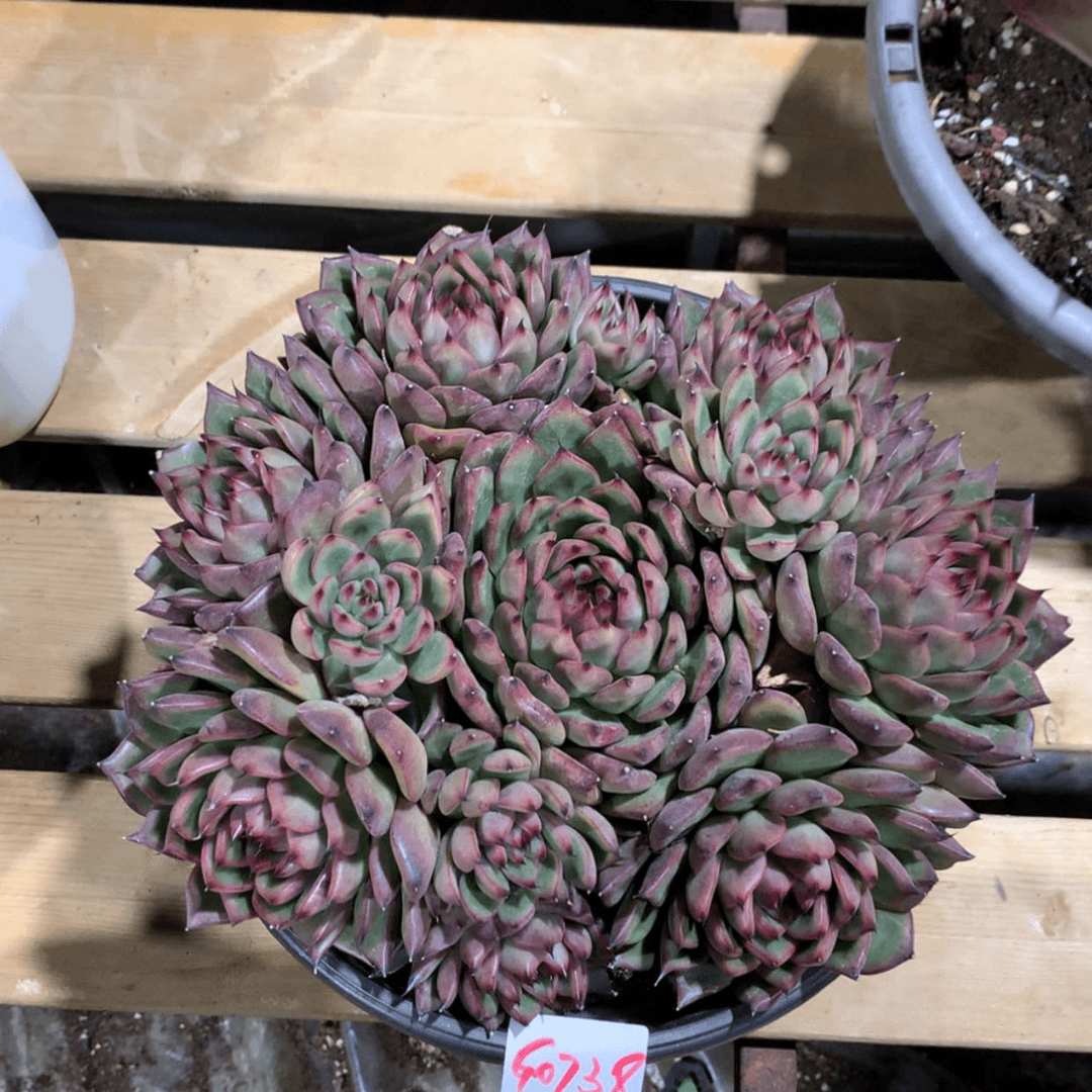 【闪购商品】0738手捧