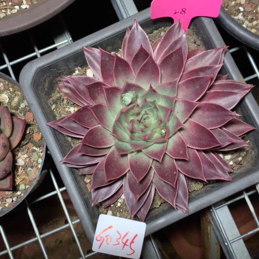 【闪购商品】0345皮皮虾