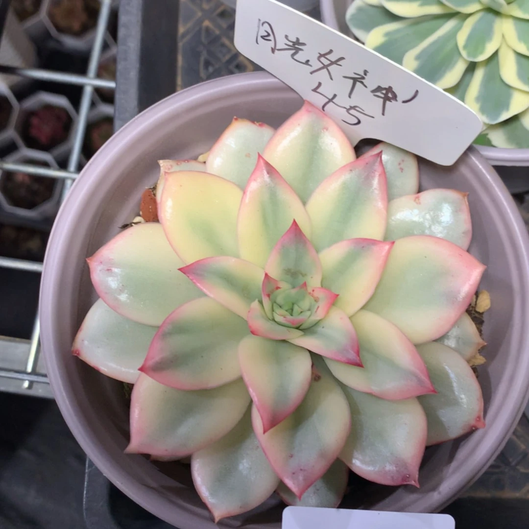 【闪购商品】?****?0244