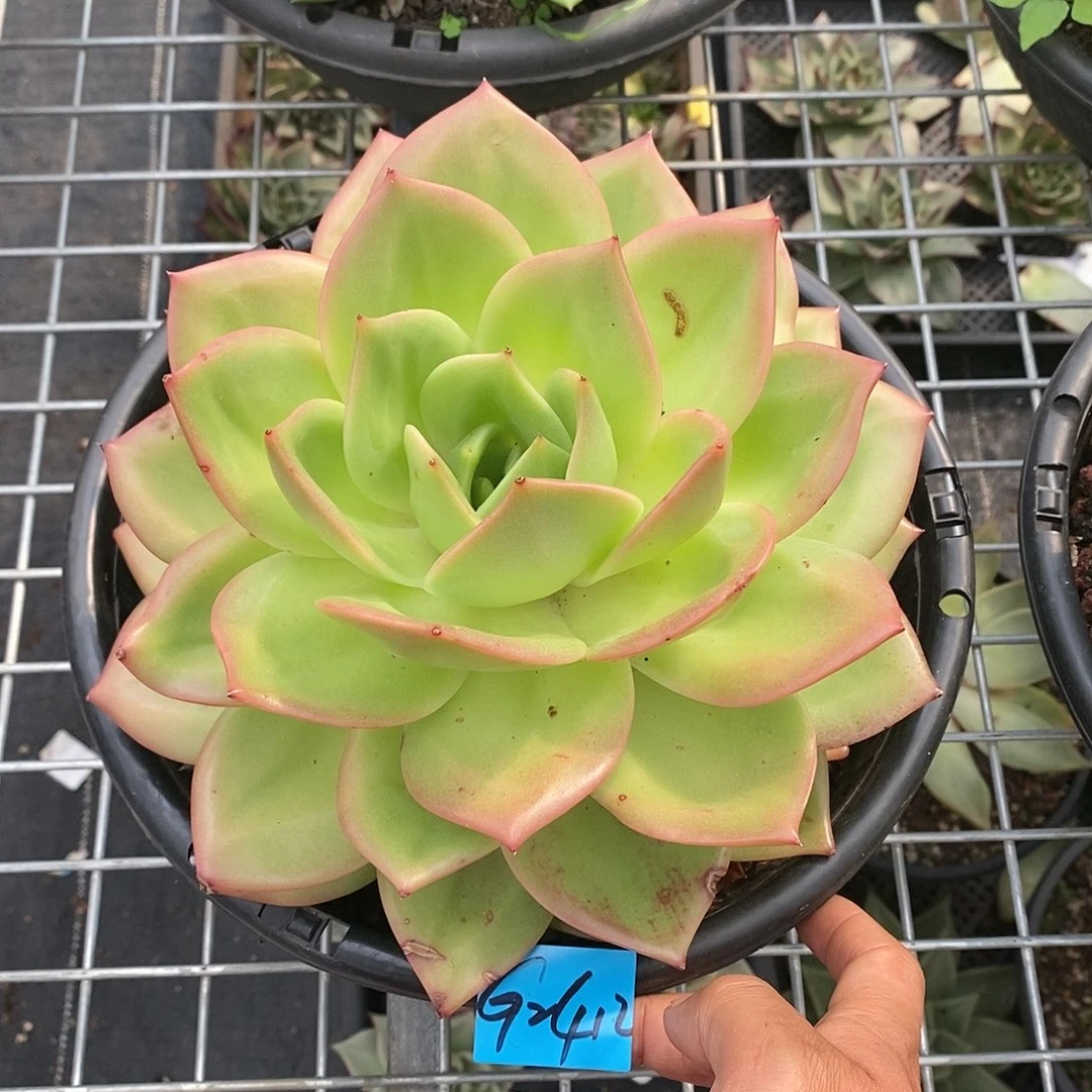 多肉植物一单包邮2412