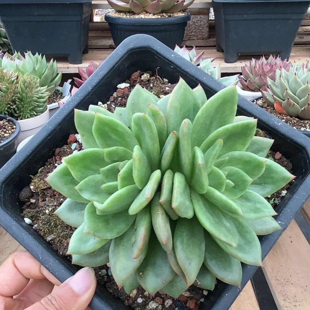 多肉植物多肉植物0538