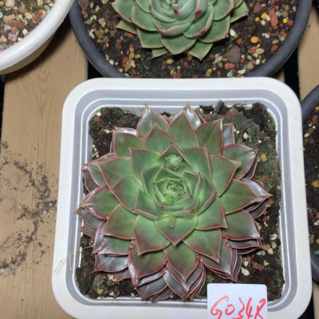 【闪购商品】0348皮皮虾