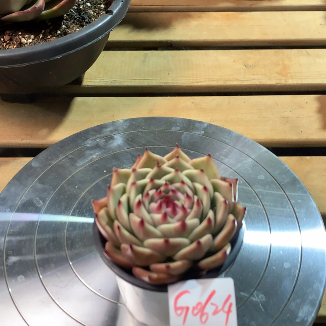 【闪购商品】0624福利