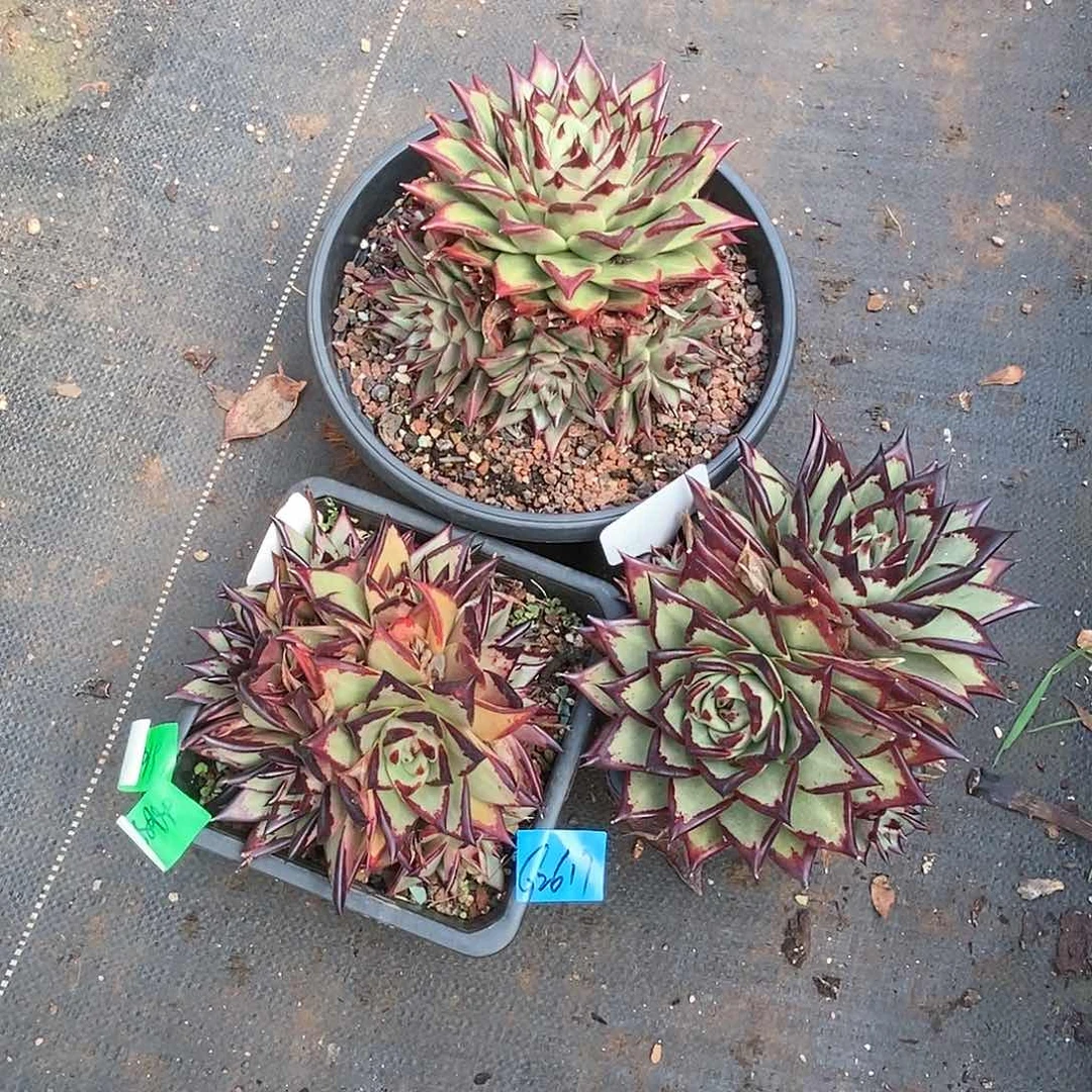沉*多肉植物多肉植物2617san ke