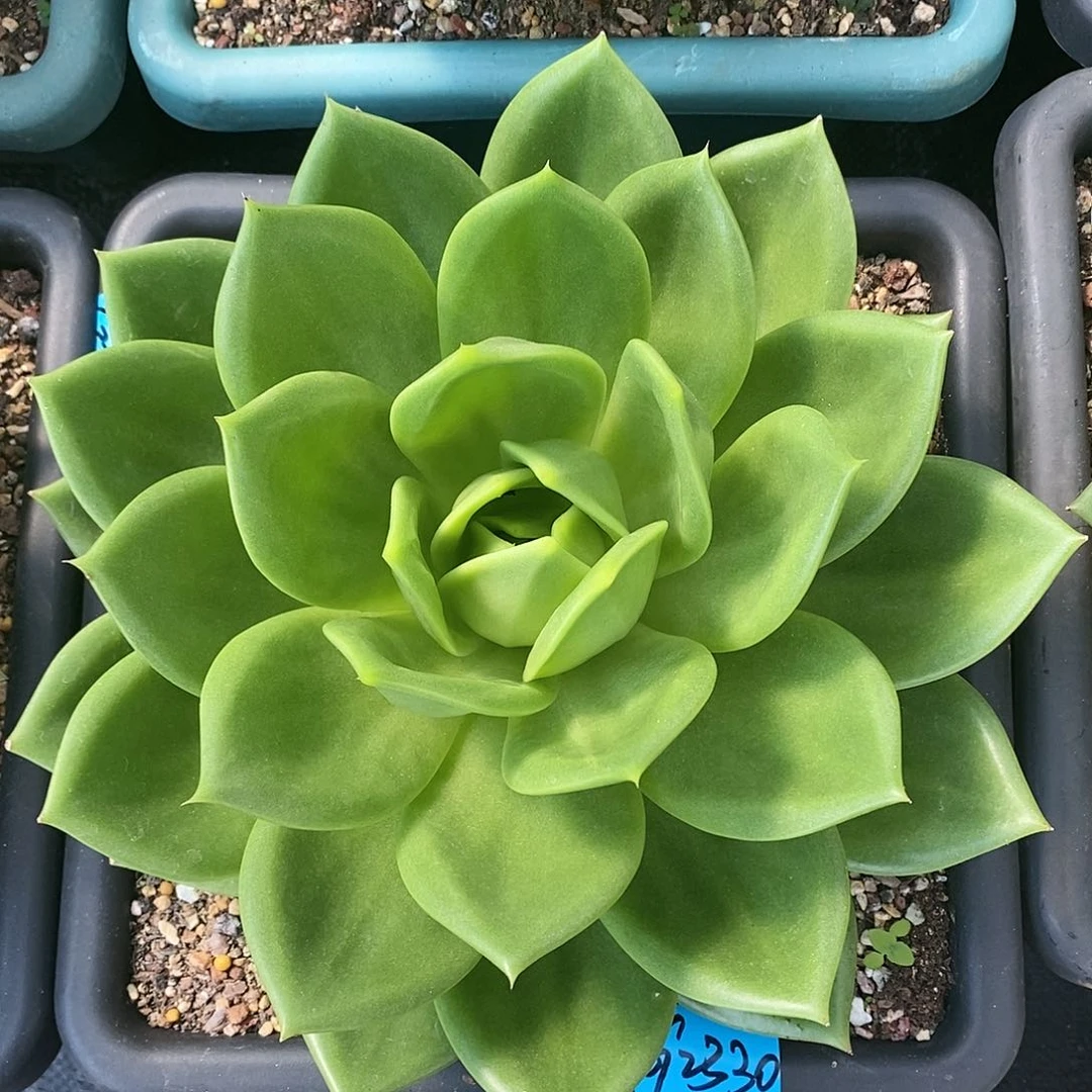 多肉植物一单包邮2330