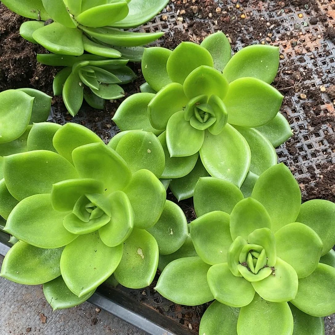 翠花一颗福利东云肉滇滇园