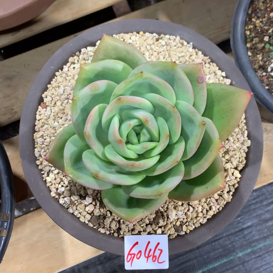 【闪购商品】5****10462