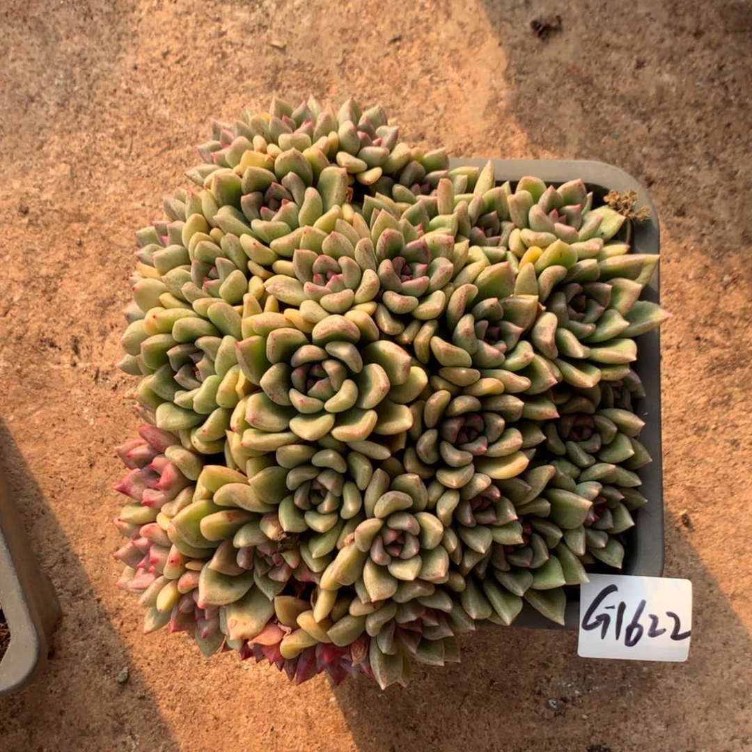 【闪购商品】潘*柒1622