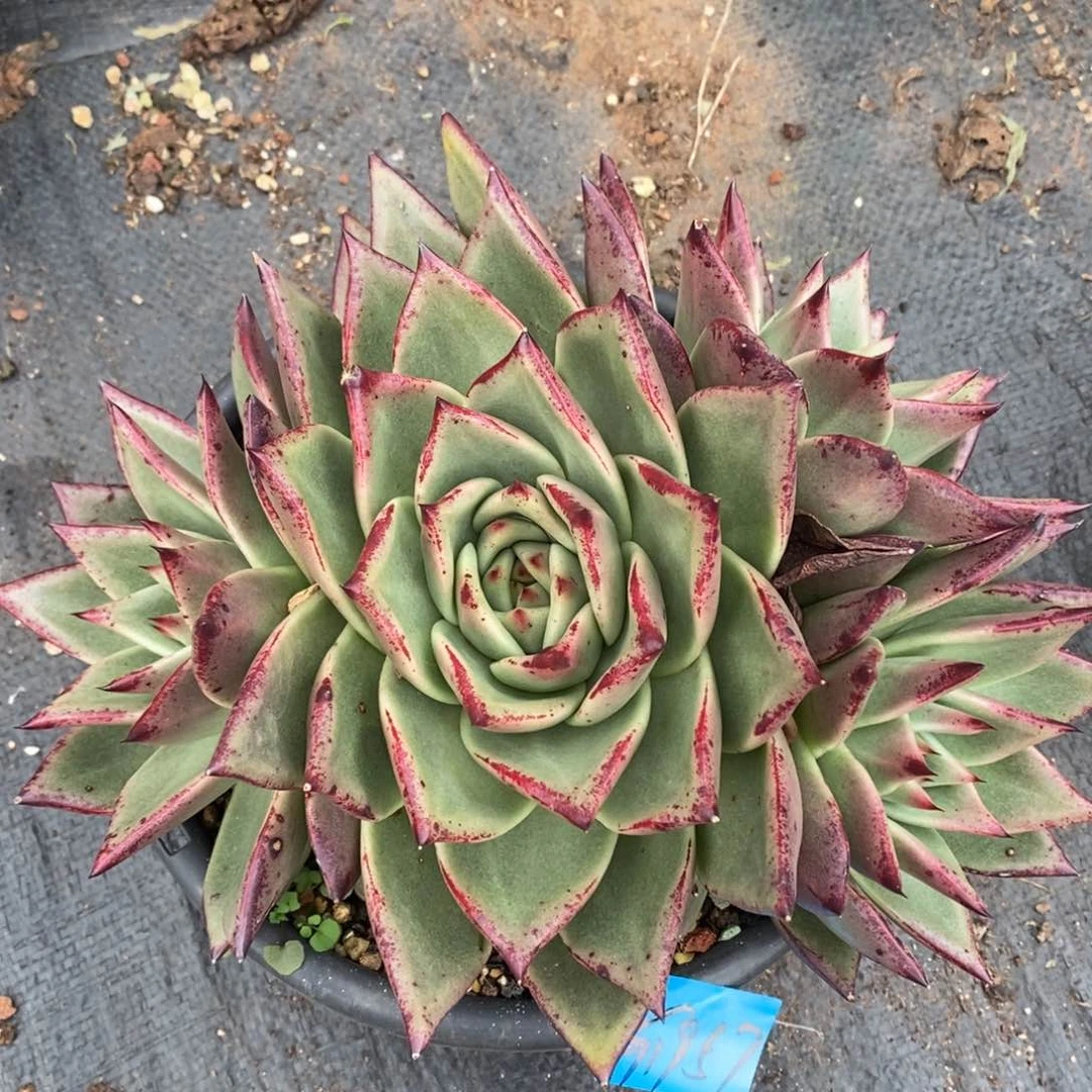 多肉植物多肉植物1957