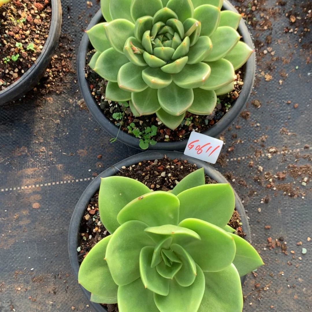 【闪购商品】赵**0611两颗
