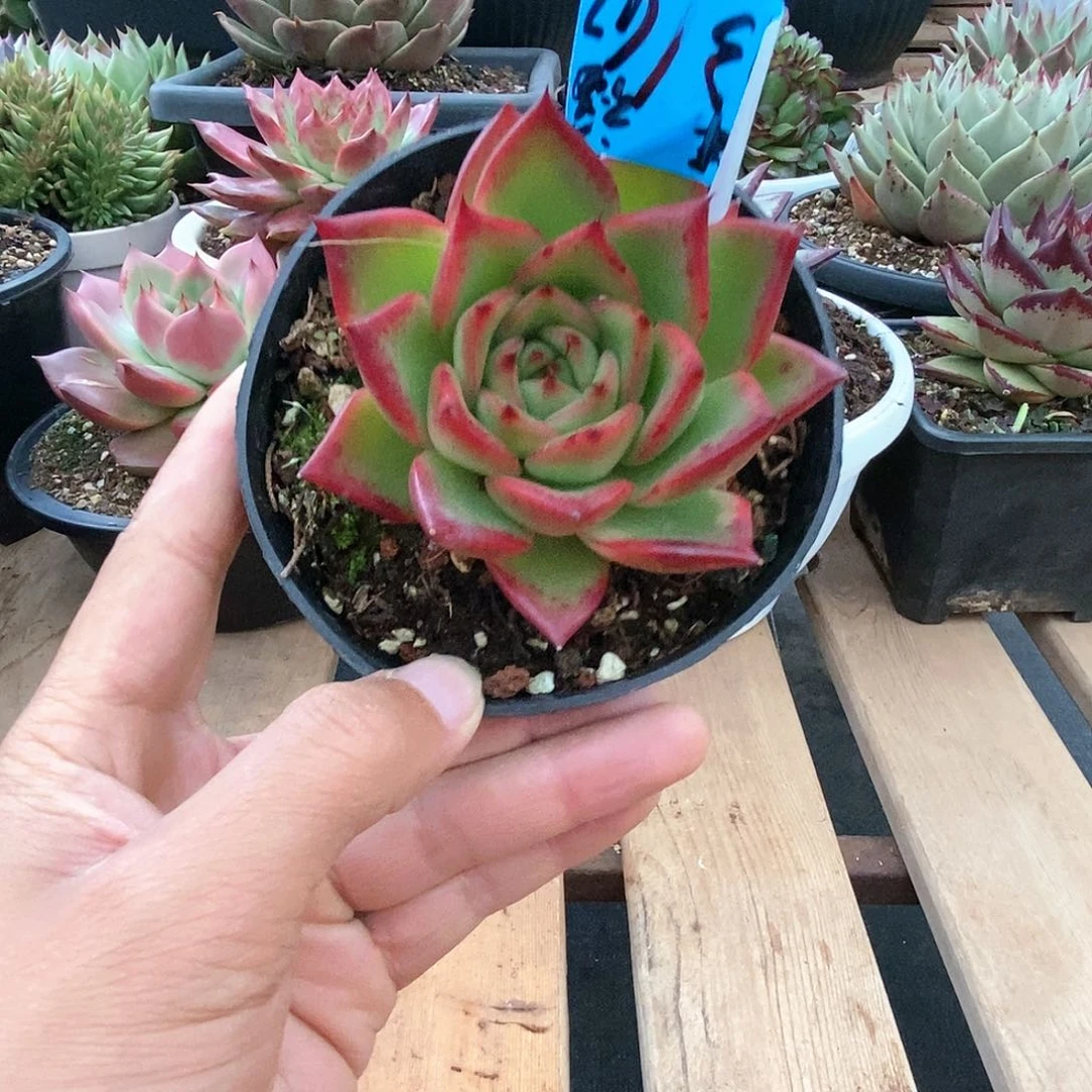 月**主多肉植物多肉植物3142