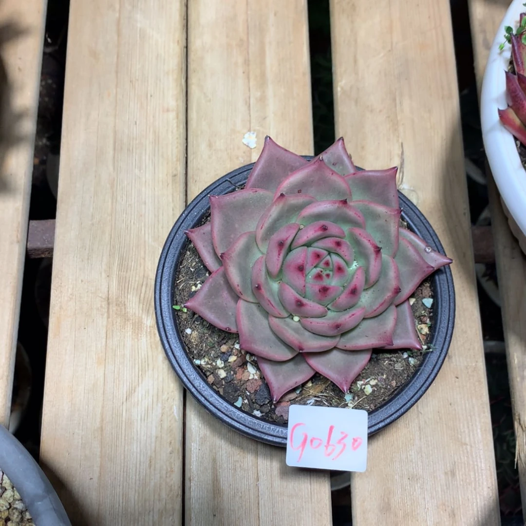 【闪购商品】赵**0630