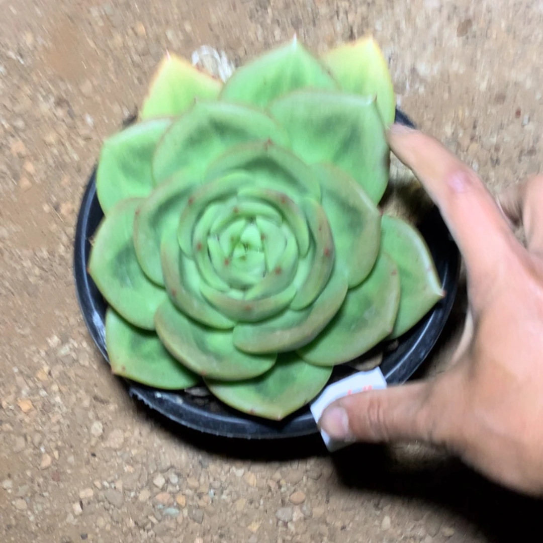 【闪购商品】榴**返0639