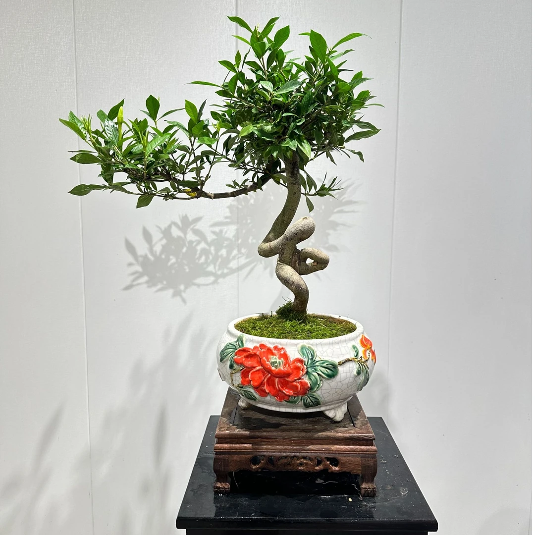 【水性养花】海岛提根单瓣栀子花盆景盆栽