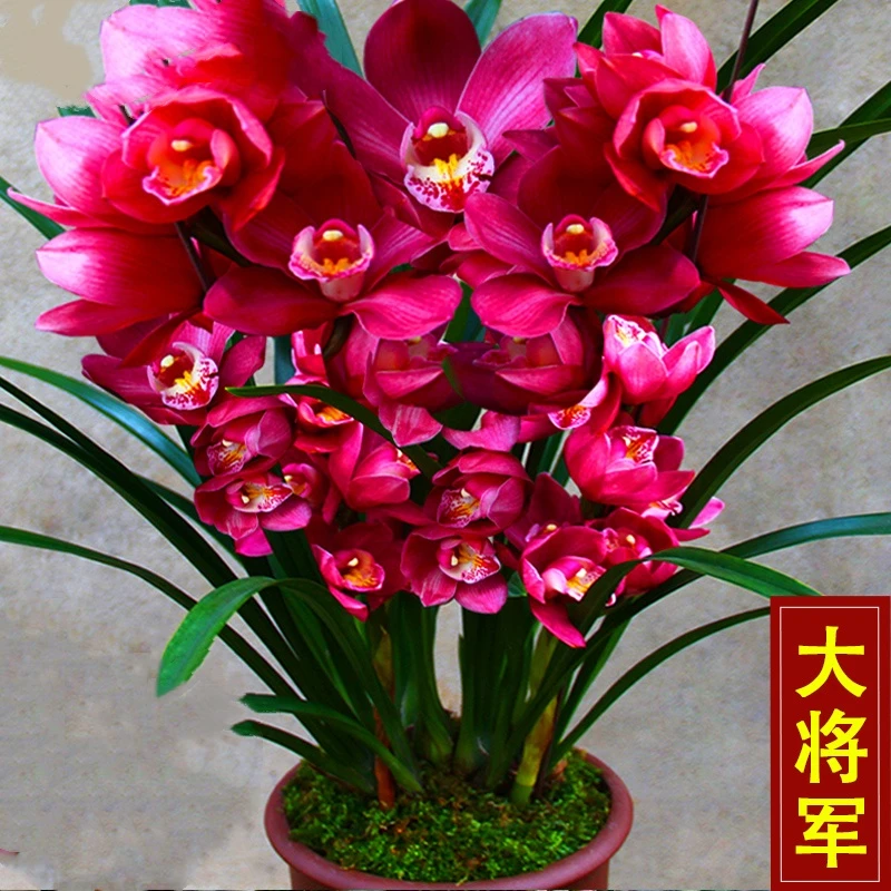 名贵兰花【大将军】 好养易活 一杆多花  室内外可以养