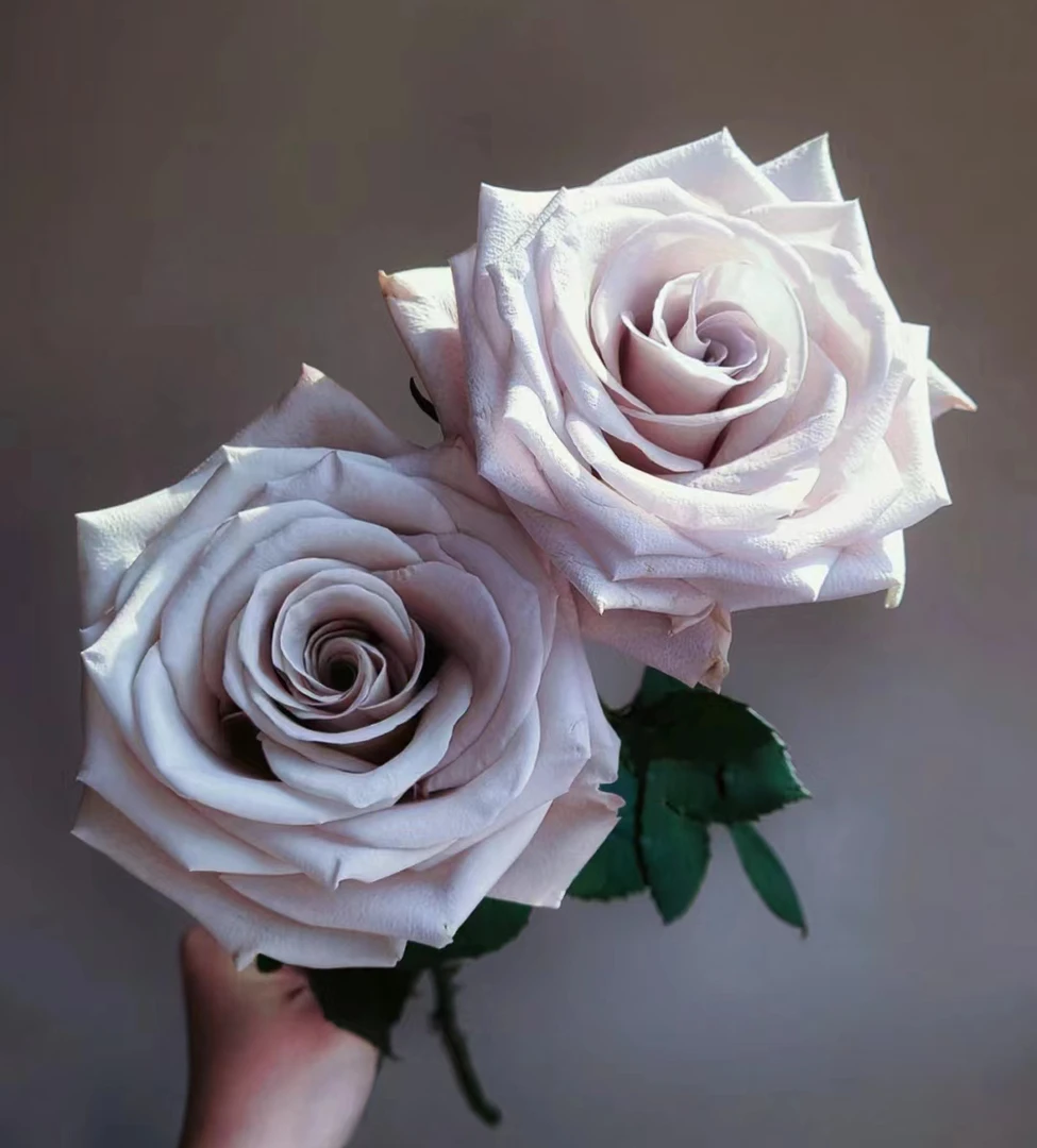 曼塔新品切花玫瑰常绿月季花园阳台庭院四季盆栽植物花卉