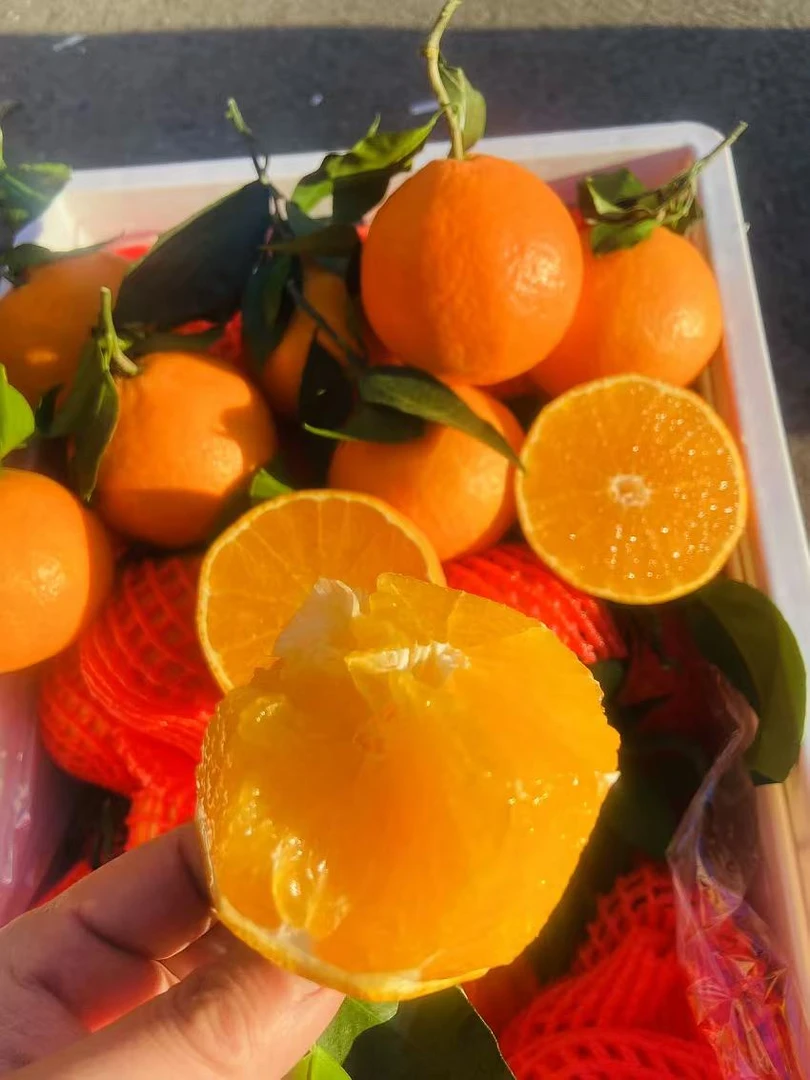 邓氏爱媛果冻橙