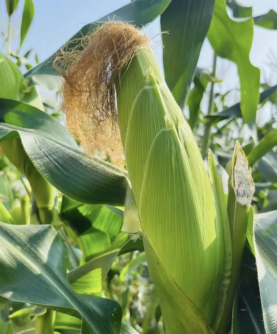 陕北新鲜微甜微糯有玉米香味