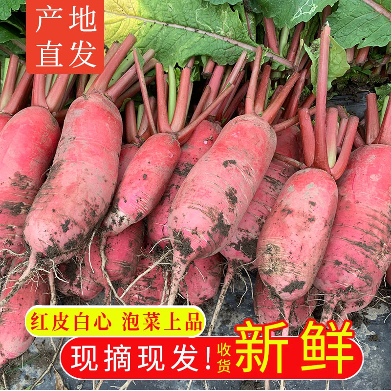 四川特产农家自种红皮萝卜新鲜现摘现发白肉水萝卜泡菜胭脂萝卜