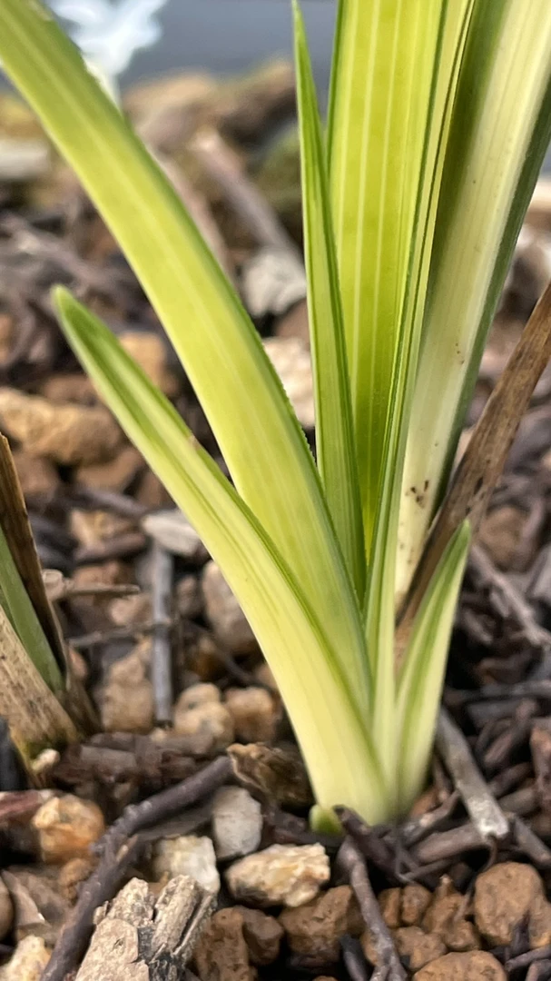 慧兰新品 艺兰 花草