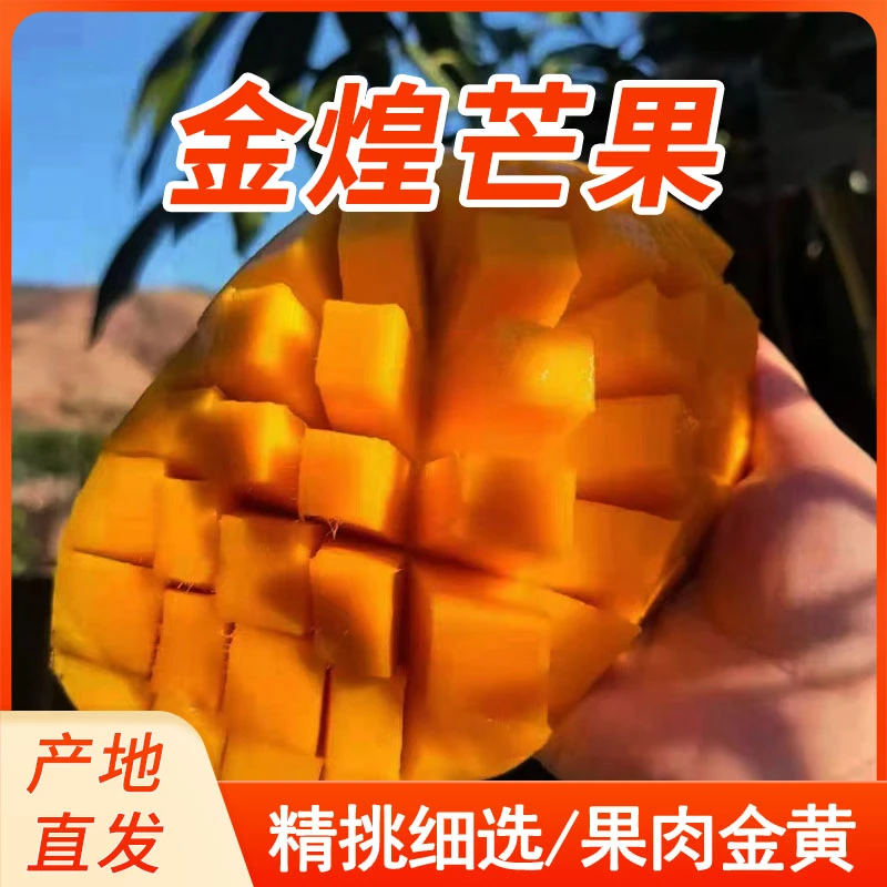 攀枝花正宗大金煌芒果带箱10斤包邮产地直发农家自种生态水果肉厚