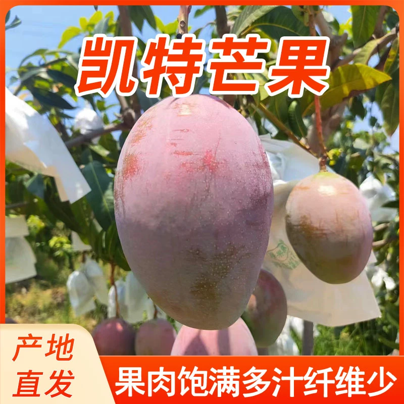 攀枝花芒果正宗凯特芒果带箱10斤包邮产地直发核薄易剥嫩爽口饱满
