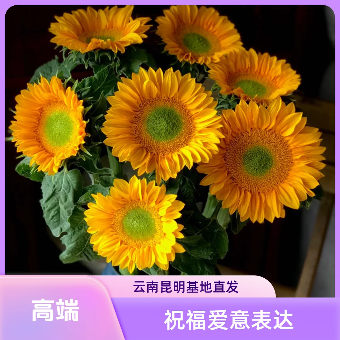 绿心向日葵鲜花插花居家装饰阳光花材毕业季花卉