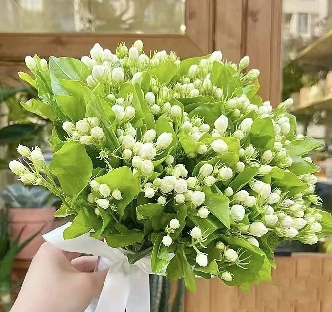 茉莉花鲜切花云南昆明基地直发日常水养清香型家庭办公室插花优选