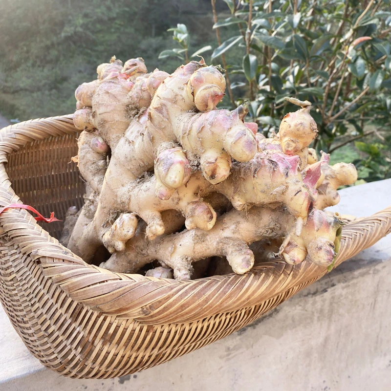 梅州深山优质大姜香辣生姜老姜无硫美味新鲜当年母姜月子姜3/5斤