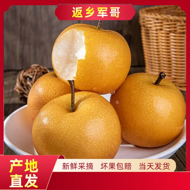 陕西渭南秋月梨脆甜多汁新鲜水果现采现发5斤起拍