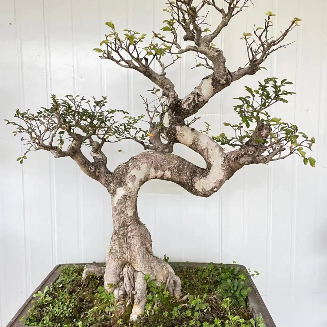 耐寒耐热榆树赤楠金弹子水杨梅海棠紫薇杜鹃盆景九顶山老桩造型树