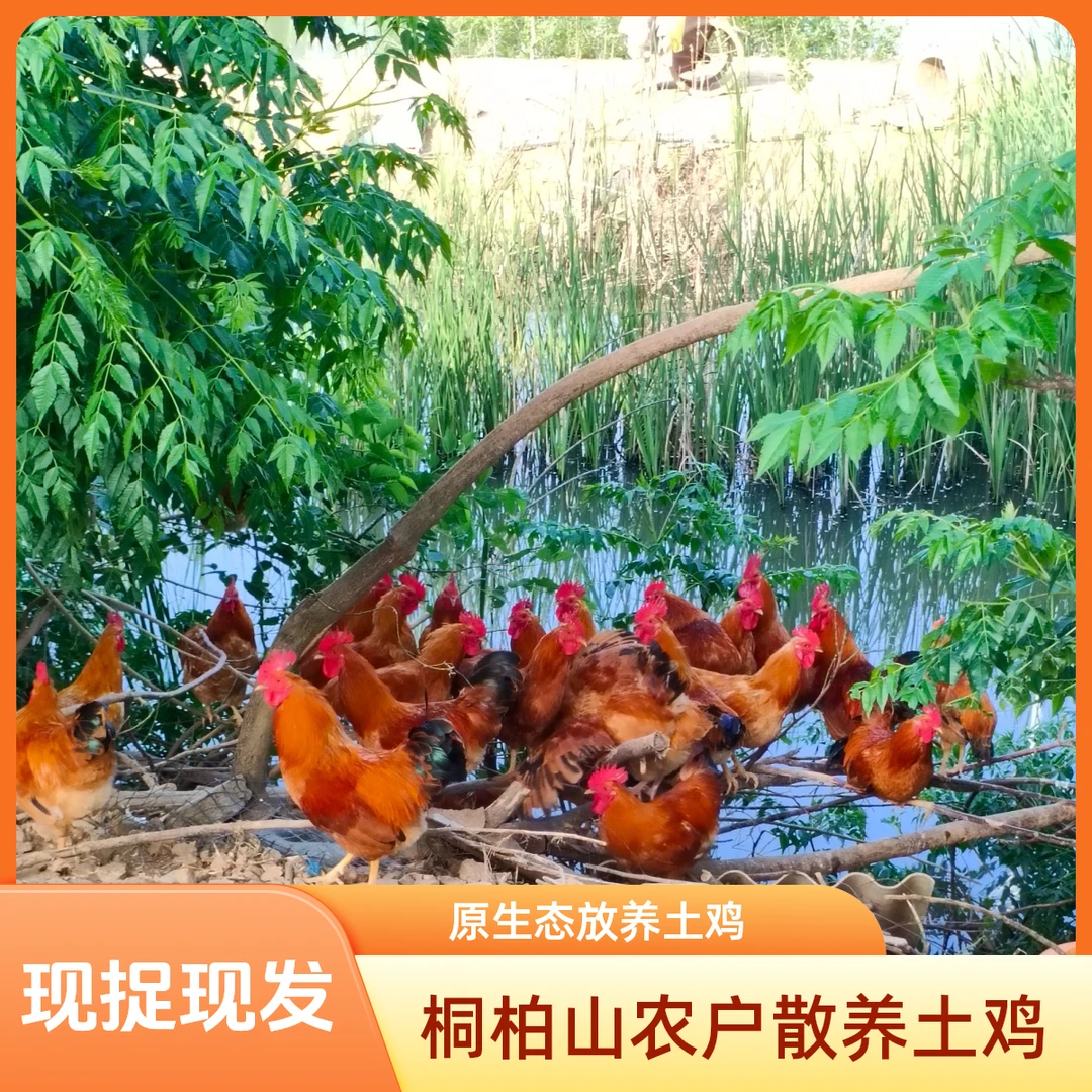 桐柏山农户散养土鸡草虫喂养现捉现（杀好发货）