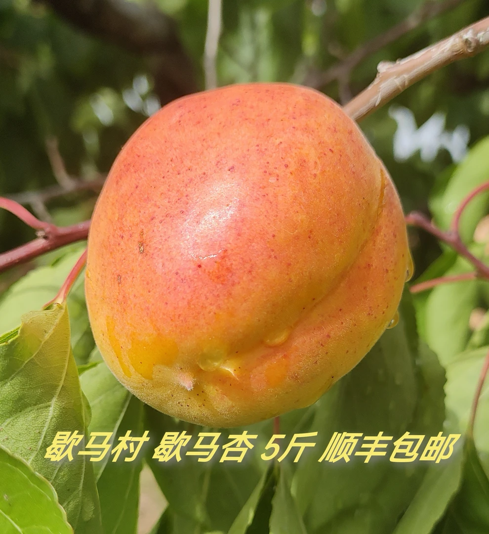 庄河正宗歇马杏  5 斤  顺丰包邮