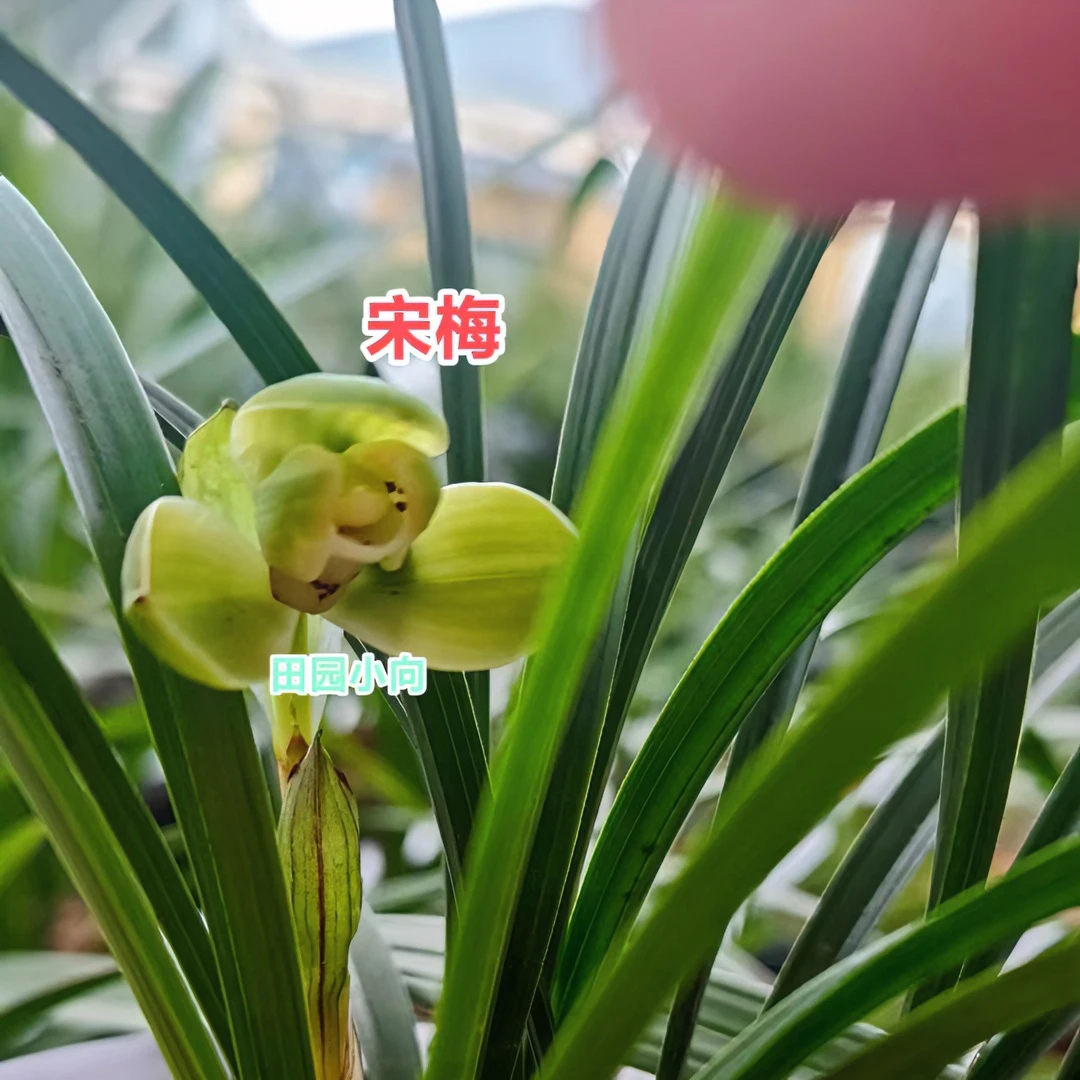 春兰老种宋梅露天自然养植好养易活浓香春兰梅瓣代表