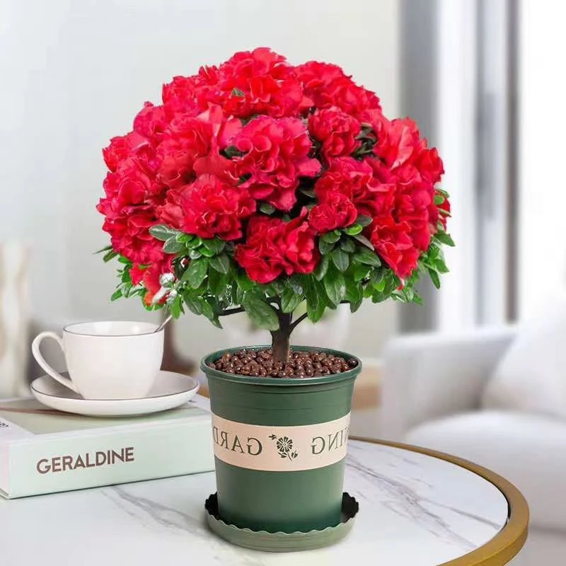 比利时杜鹃花四季开花带花苞室内外盆栽绿植好养易活