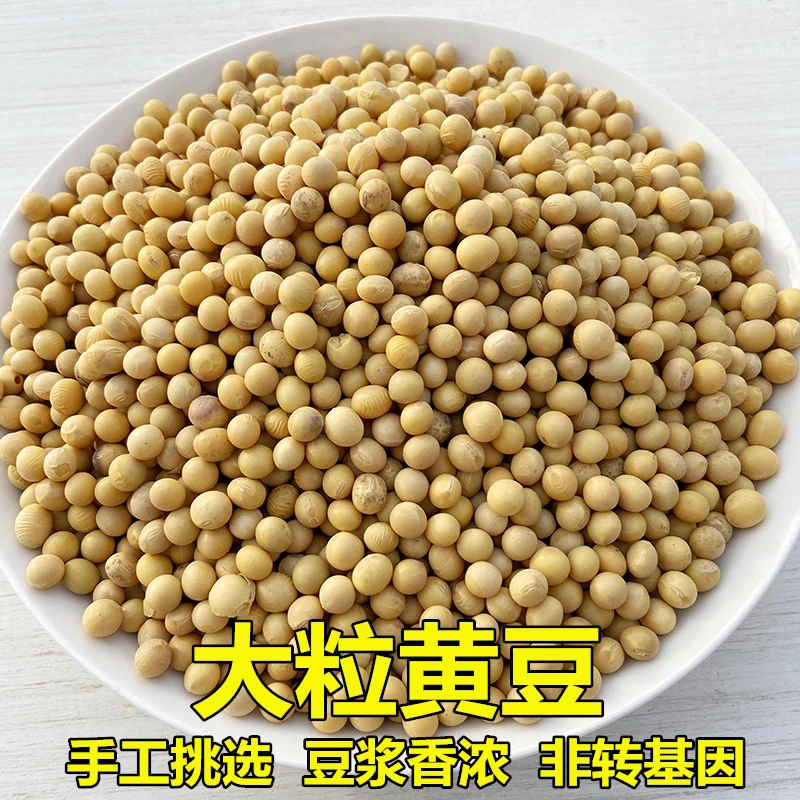 豫乡景辉大粒黄豆非转基因农家自种老品种打豆浆专用生豆芽2斤装