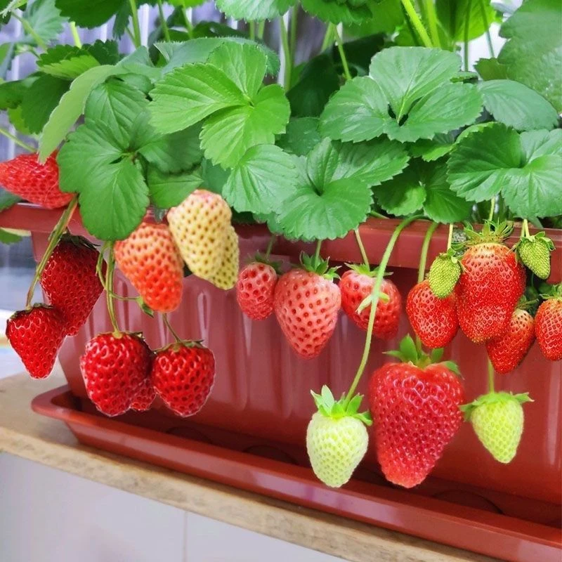 四季超大超甜奶油草莓耔四季开花结果草莓耔庭院秋季附近水果种籽
