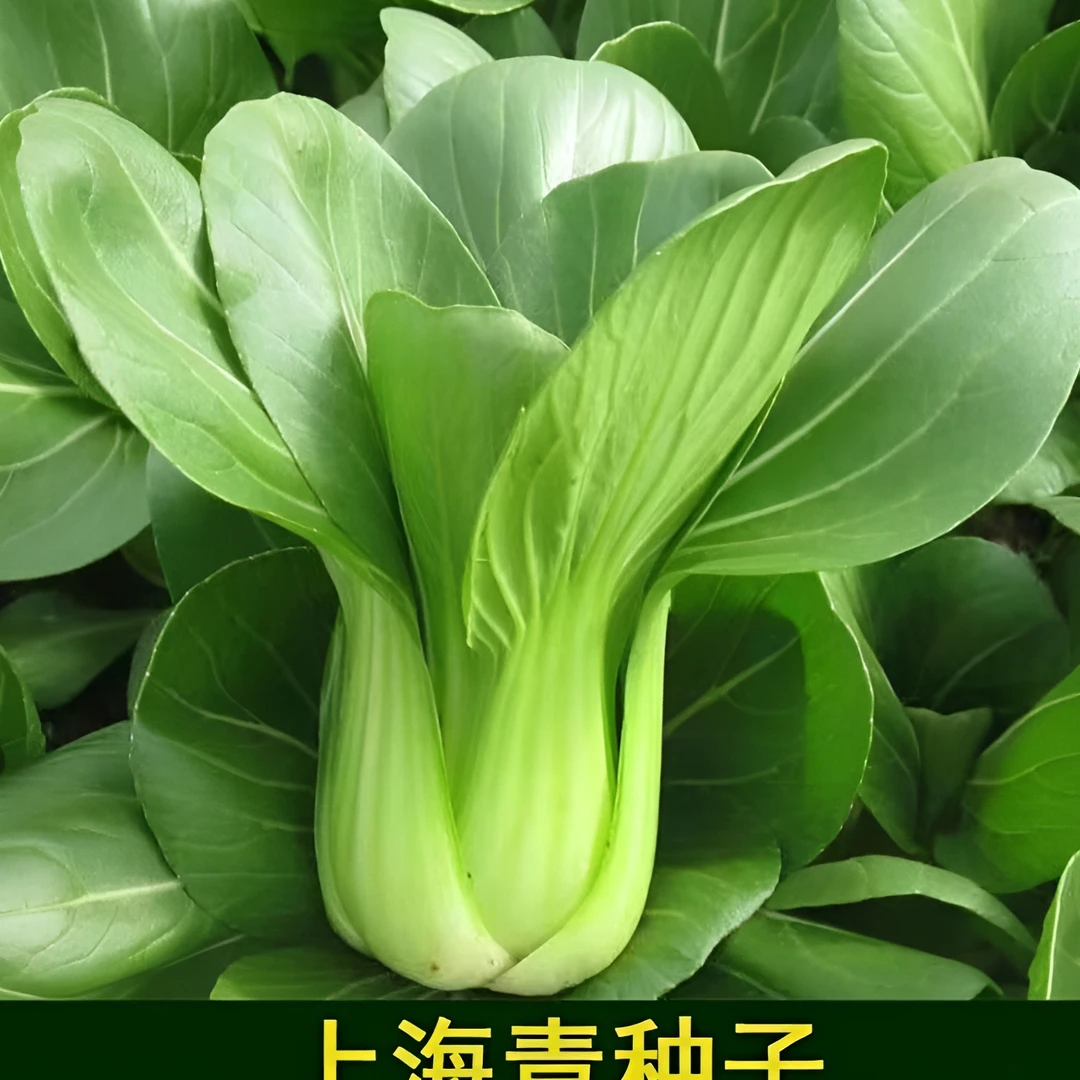 正宗上海青小青菜四季油菜种子籽种蔬菜种籽孑春夏南方菜籽苏州青