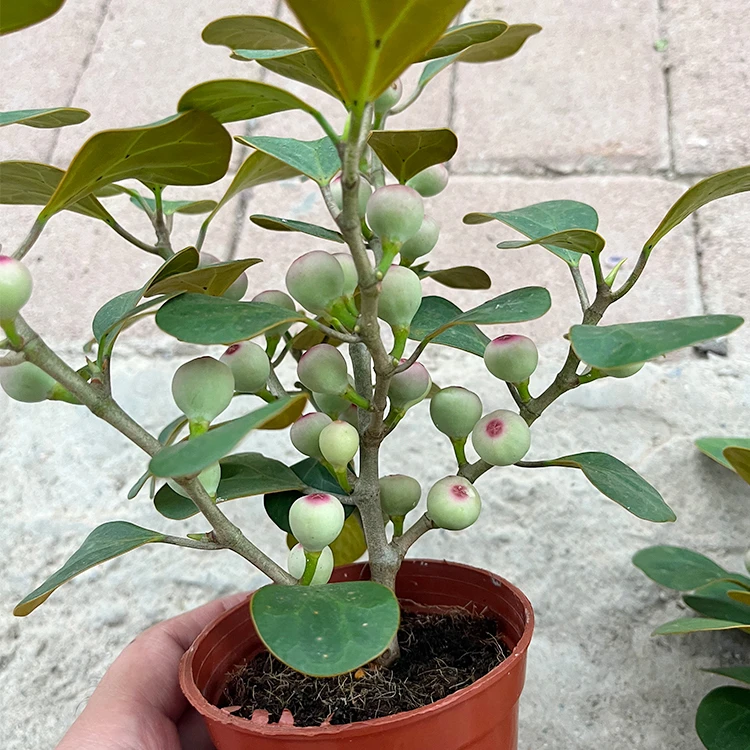 小盼菩提室内高端小绿植菩提树 菩提子 菩提果