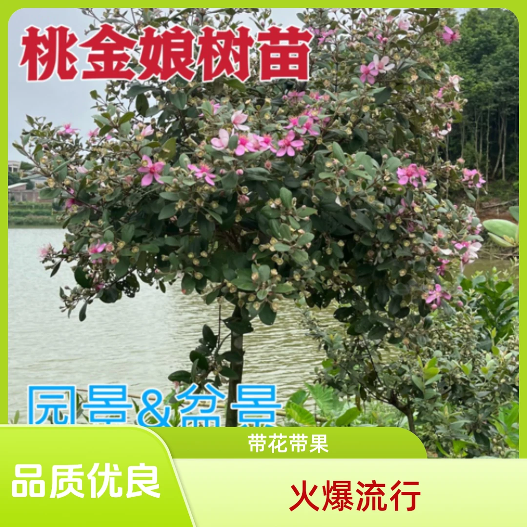 桃金娘树苗 3年10年20年 捻子树花果 家里室内阳台盆景 园景绿植
