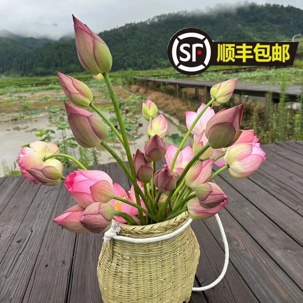 【荷花鲜花】五夫春春自家荷花（顺丰包邮）荷花组合
