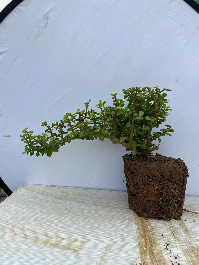 金枝玉叶2.5年苗独干悬崖状