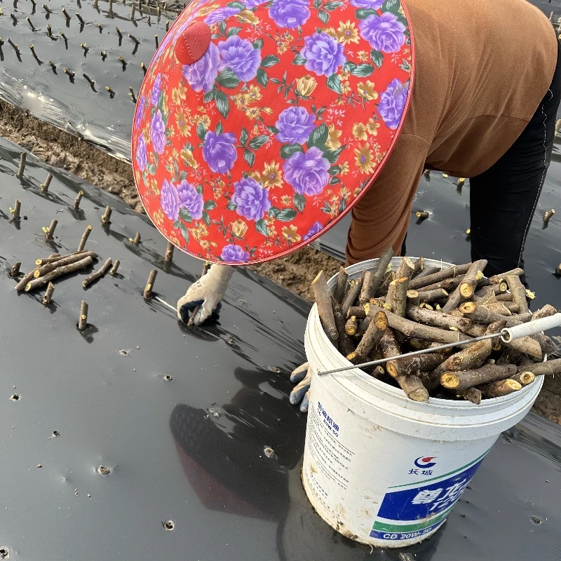 波姬红无花果扦插枝条嫁接育苗枝条盆栽地栽四季种植对版批发枝条