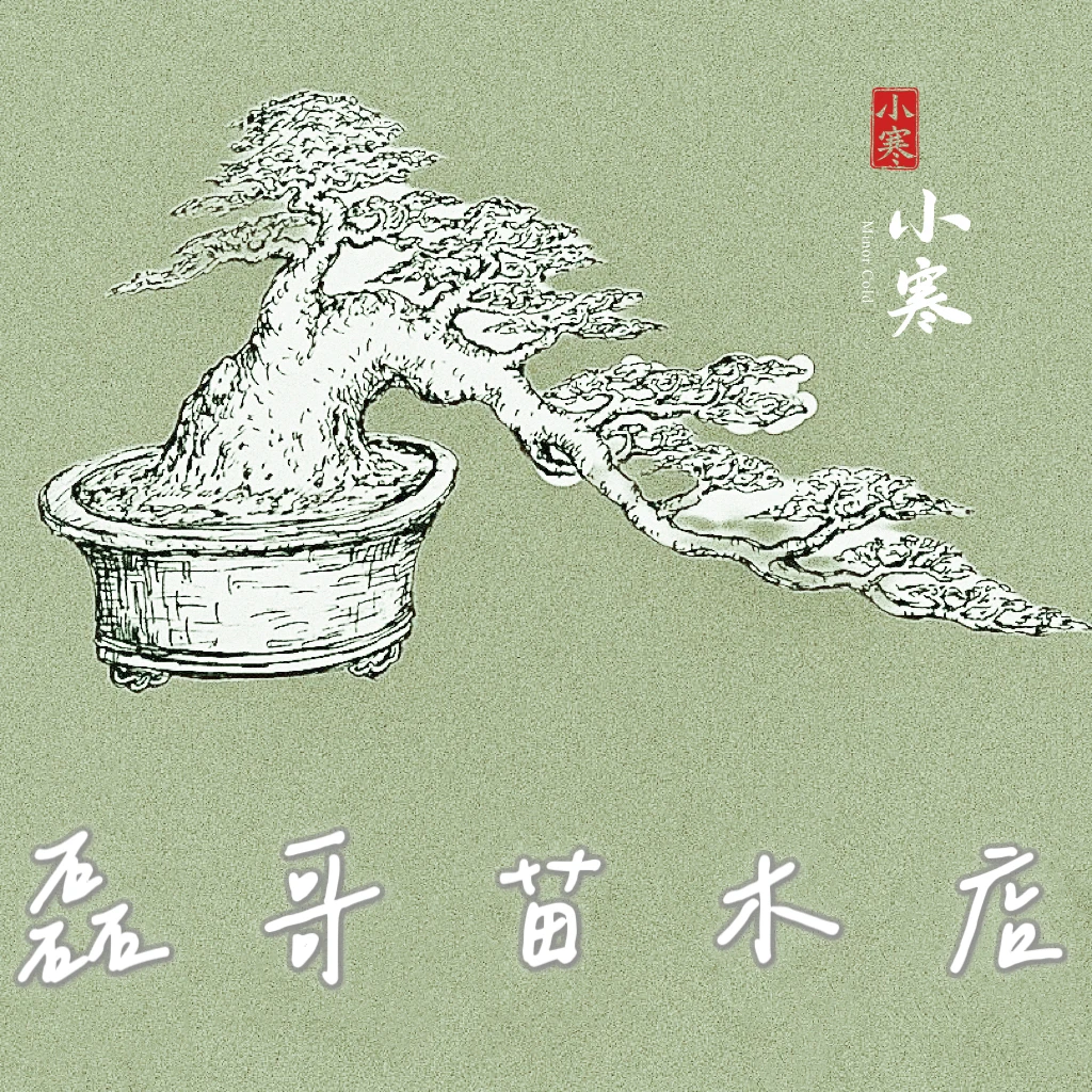 金弹子(瓶兰花、乌柿子)