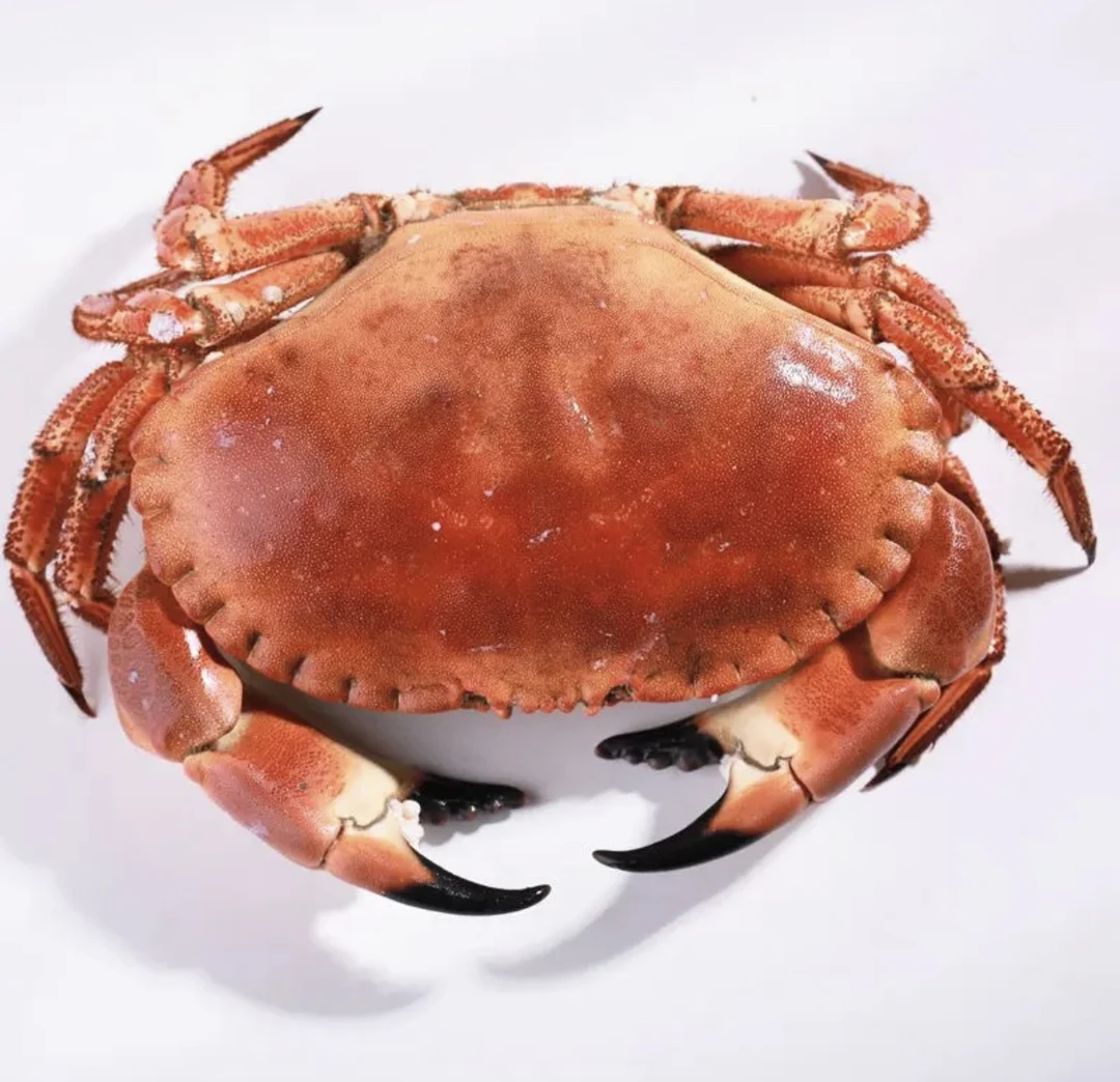 连云港发货 面包蟹 单只1.4-1.6斤左右（包鲜不包活）