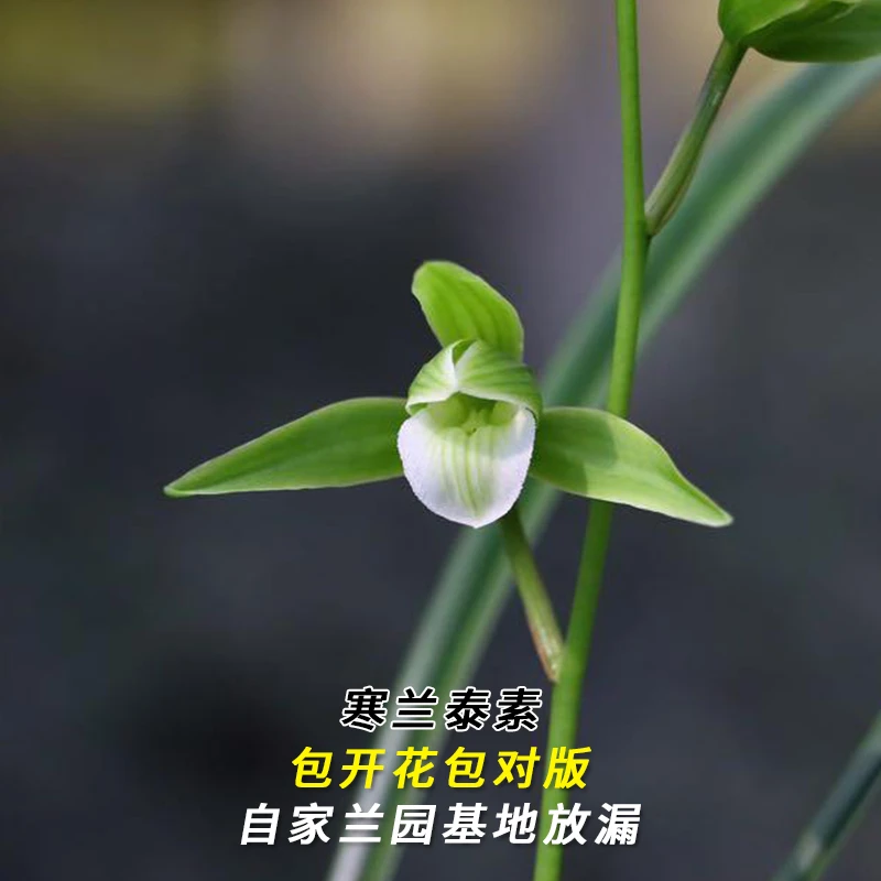 紫薇基地兰花直播寒兰【泰素】当年开花名贵兰草批发花卉绿植盆栽