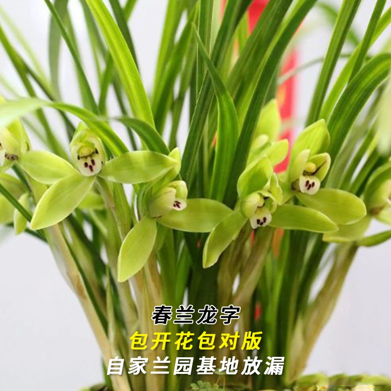 紫薇基地兰花直播春兰【龙字】冬带花苞名贵兰草批发花卉绿植盆栽