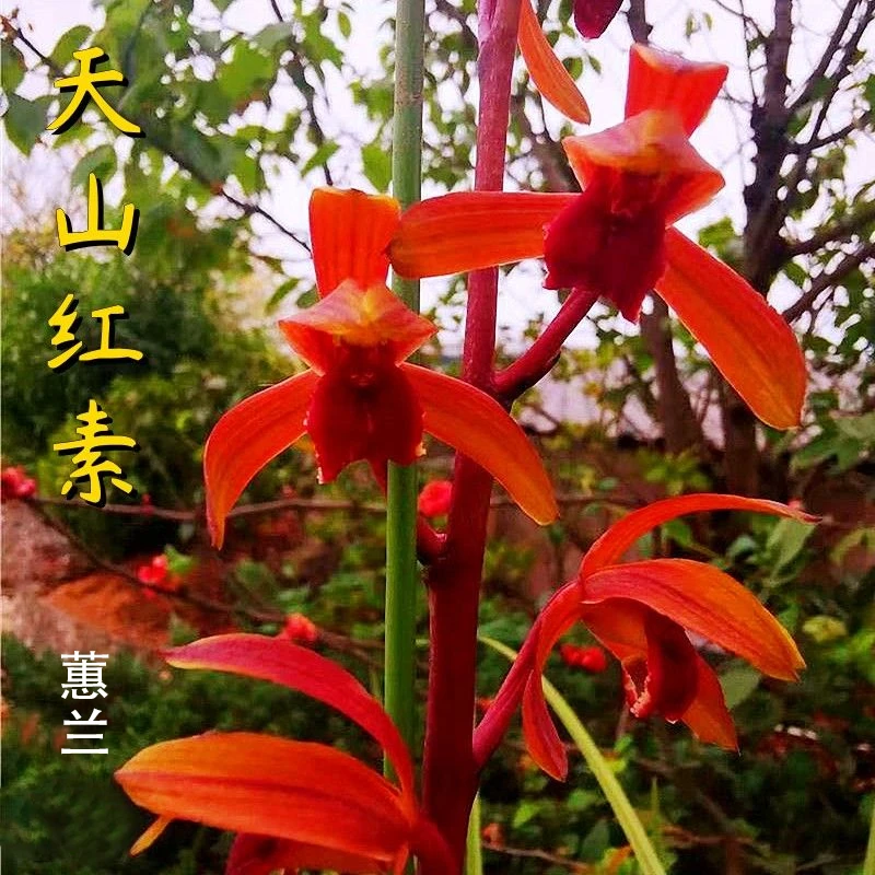 蕙兰红素名品【天山红素】终身包对版假一赔十 放心购买 当年开花